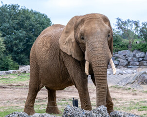 Close up of a captive African elephant (“Loxodonta”) in Colchester Zoo