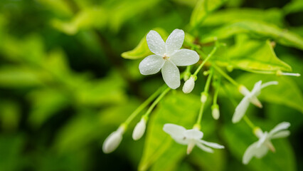 Wrightia religiosa, Apocynaceae, W. religiosa, Plantae