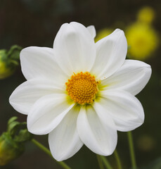 Obraz premium Beautiful close-up of a single-flowered dahlia