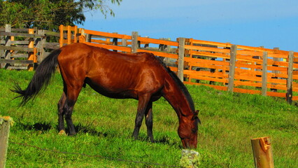 Obraz premium horse on a meadow