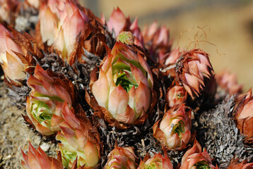 Sempervivum tectorum, Common houseleek is a species of flowering plant in the family Crassulaceae