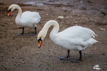 Beautiful white swans on the shore looking for food