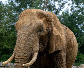 Close up of a captive African elephant (“Loxodonta”) in Colchester zoo