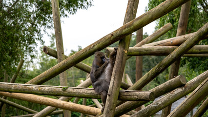 A captive mother mandrill monkey (“Mandrillus Sphinx”) preening and cleaning her young baby