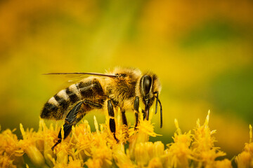 Pszczoły zapylają kwiaty - obrazy, fototapety, plakaty