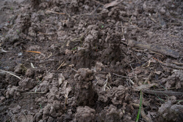 An earthen tower built from earthworms. Earthworm's nest. The habitat of earthworms is in fertile and chemical free areas.