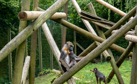 A captive mandrill monkey (“Mandrillus Sphinx”) sitting on a rock in an enclosure in a wildlife park