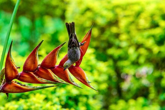 Exoctic bird in excotic flower 