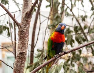 Close up of a domestic rainbow lorikeet (“Trichoglossus moluccanus”). Selective focus