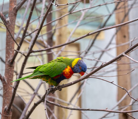 Close up of a domestic rainbow lorikeet (“Trichoglossus moluccanus”). Selective focus