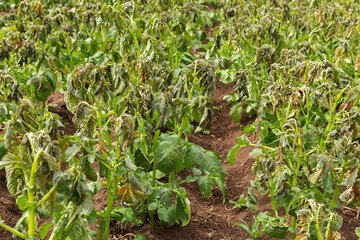 Potato plants damaged by the frost. Potato plants showing signs of frost damage to leaves. potato agricultural field.