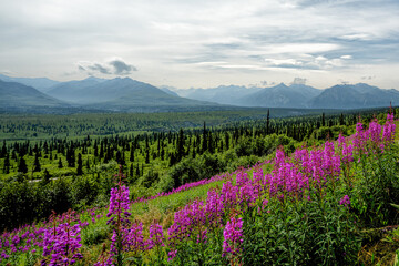 Obraz premium Beautiful scenery with Alaska Mountains with the Fireweed in the foreground
