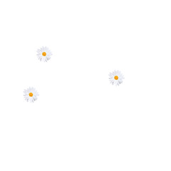 HAPPY HUMAN COOL TYPOGRAPHY MINIMAL AESTHETIC DAISES AND FLOWERS