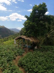 a small hut, farming