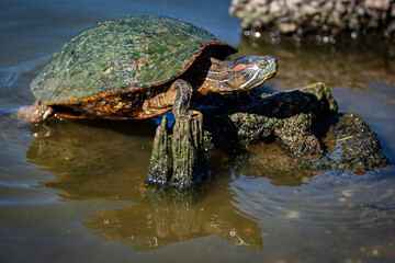 Red ear and yellow belly slider turtles.