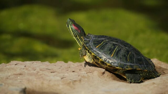 Red eared slider or tortosie basking in sun perched on floating object