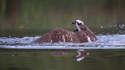 osprey (Pandion haliaetus) in the water