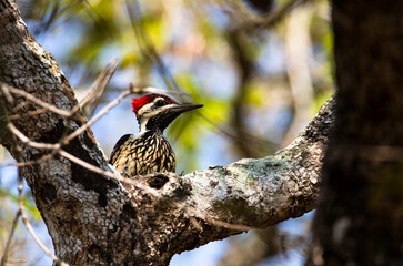 Closed up Black rumped flameback uprisen angle view