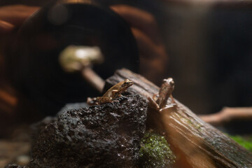 岩の上のカエル