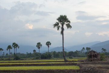 Sunset Green rice fieldwith palm sugar in thailand