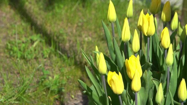 Yellow tulips bloom in spring. Blur bokeh. Tulip flower nature. Floral background. Botanical garden. Flowering buds. Blooming mood. Beautiful aesthetic petal plant. The swaying of the wind. Sunny day.