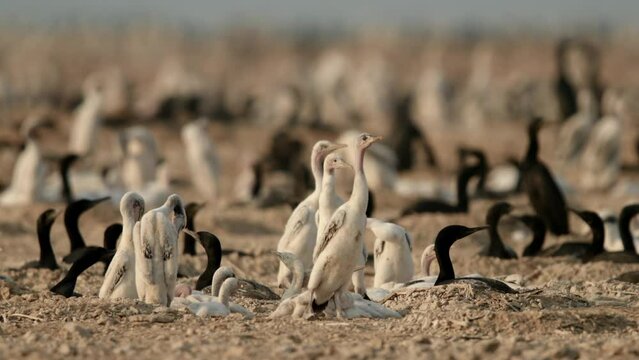Socotra Cormorant chicks at Hawar island