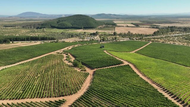 Aerial Drone Shot of Sunny Wineyard at Sunrisein Chile