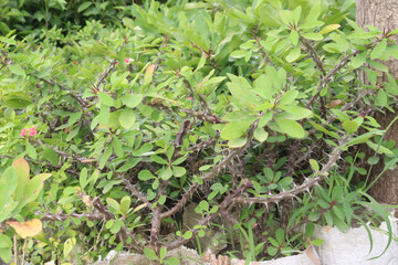 Crown-of-thorns flower tree on farm