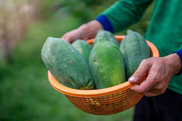 Hand holding a basket of papaya grown from the organic garden. The most popular food is papaya...