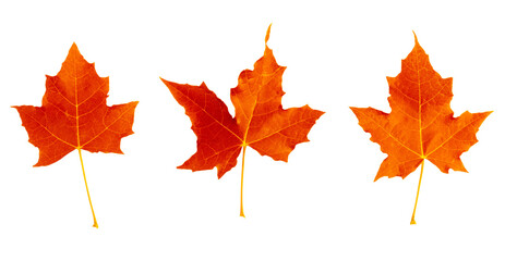 Autumn maple leaves isolated on white or transparent background. Collection of red falling dry leaves