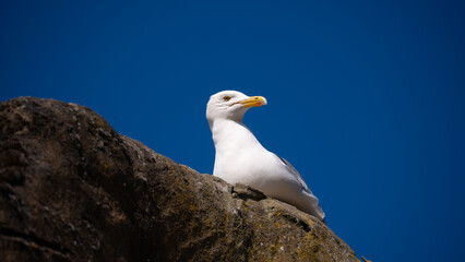Seagull bird or seabird standing feet on sea beach. Close up view of white gray bird seagull in sea rock. Wild seagull portrait on natural blue sky background. Sea gull bird animal closeup isolated
