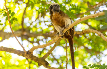 Tamarin