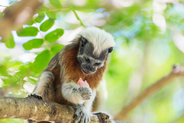 Tamarin