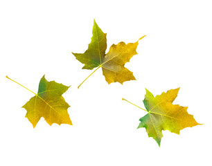 Autumn maple leaves isolated on white or transparent background. Collection of multicolored yellow flying dry leaves
