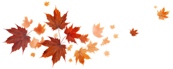 red and orange maple autumn leaves isolated transparent. border or banner.