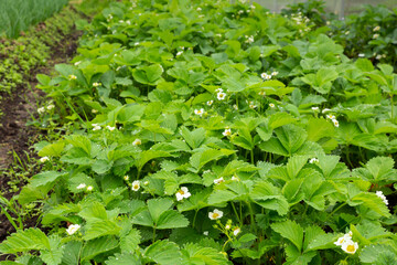 Strawberry plant in the garden with white flowers and green leaves. Growing strawberries
