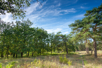 A path at the edge of oak grove and a glade covered with grass on a bright sunny day. Kreminna Nature Reserve, Lugansk reg., Ukraine.
