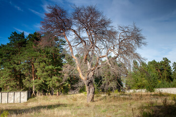 An old sprawling dry pine tree on a sunny day in a clearing in the suburbs next to a concrete...