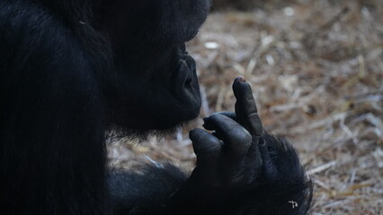 black gorilla. Black gorilla showing middle finger in zoo.