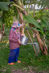 Auntie the gardener takes care of watering her Cavendish banana plant with care.