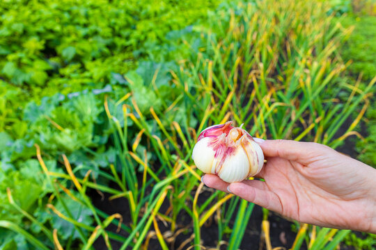 farmer holding fresh garlic in the garden