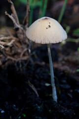 Wild white mushroom in the forest.