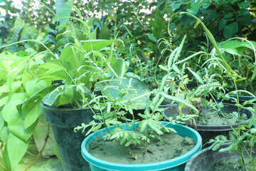 Pteris tree on pot in farm
