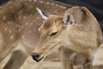 Close up head female deer in garden