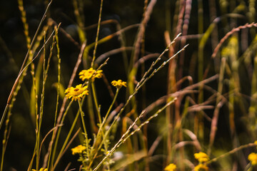 yellow wildflowers grow on balcony