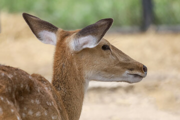 Close up head female deer in garden