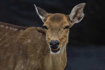 Close up head female deer in garden