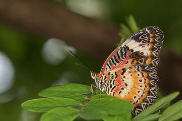 The beautiful butterfly on flower is show beauty wing in nature garden