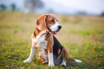 Portrait of a cute beagle dog sitting on the green grass out door in the field.