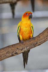 The mini parrot bird on stick tree